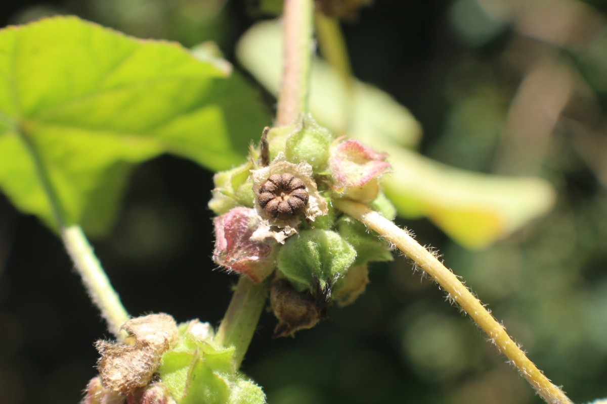 Malva parviflora L.